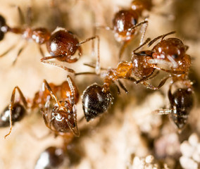 small ants in nature. macro