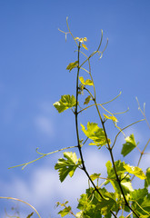 green branches of grapes against the blue sky