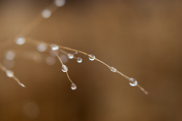Change of seasons concept: mist droplets on the faded yellow grass, reeds in the late autumn morning