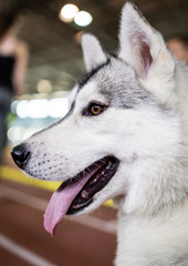 a portrait of a Husky dog