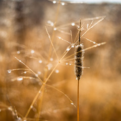 Fototapeta premium Change of seasons concept: mist droplets on the faded yellow grass, reeds in the late autumn morning