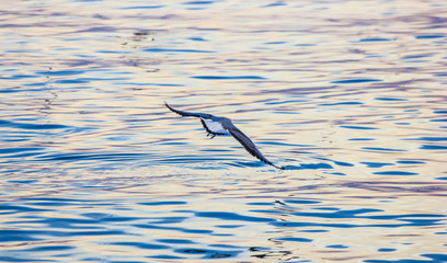 Panele Szklane  Wieczorny ptak nad dzikim morzem