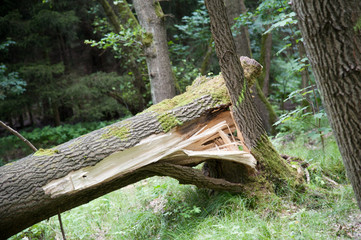 sturmschaden abgeknickter baum