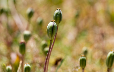 closed flower bud of opium poppy in nature