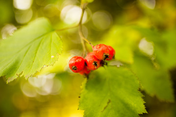 Obraz premium red berry hawthorn on nature