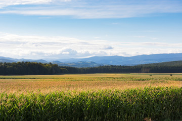 Beautiful landscape,field of flowering corn, distant mountain range in Alps