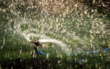 Splashing water from a hose on the lawn