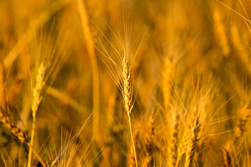 yellow ears of wheat at sunset in nature