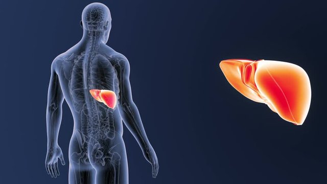 Liver zoom with Anatomy