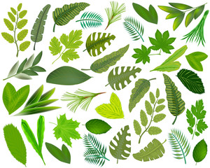 Set of green leaves isolated on white background. Leaves of different plants. Green tropical leaf. Vector illustration.