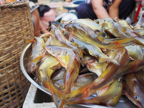Naked catfishes for sale in the local market of Thailand