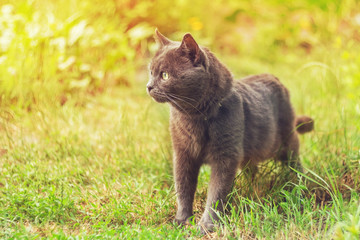 Fototapeta na wymiar Portrait of a gray cat in the grass in the sunlight