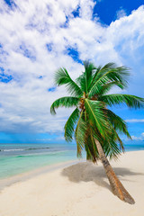 resort beach palm tree sea