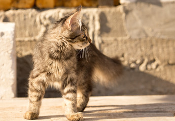 the cat is walking on the construction site