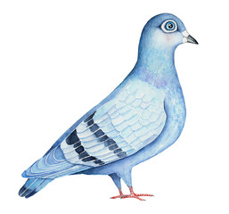 Feral Pigeon hand drawn watercolor illustration, isolated on white background. Blue, navy and gray colors. Standing, Full body, side profile view. Symbol of love and peace. All continents bird.