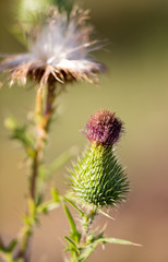 fluffy flower on a prickly plant in nature