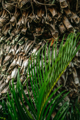 Palm trunk with green leaves