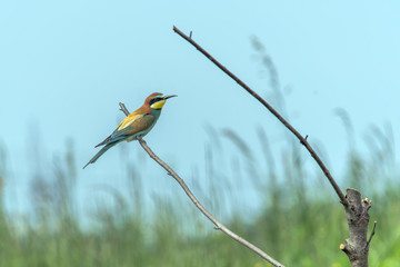 Colorful bird outdoor and wildlife. European bee-eater (Merops apiaster) in natural habitat. 