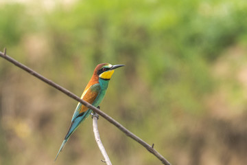 Colorful bird outdoor and wildlife. European bee-eater (Merops apiaster) in natural habitat. 
