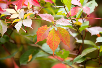 red leaves on a tree in autumn park