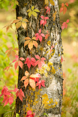 red leaves on a tree in autumn park