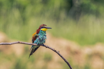 Colorful bird outdoor and wildlife. European bee-eater (Merops apiaster) in natural habitat. 