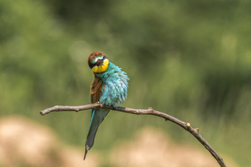 Colorful bird outdoor and wildlife. European bee-eater (Merops apiaster) in natural habitat. 