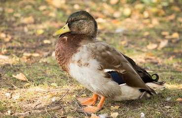 portrait of a duck in a park in autumn