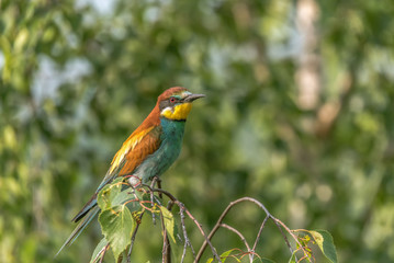 Colorful bird outdoor and wildlife. European bee-eater (Merops apiaster) in natural habitat. 