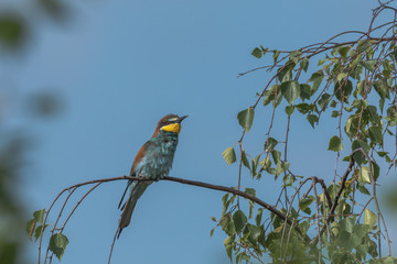 Colorful bird outdoor and wildlife. European bee-eater (Merops apiaster) in natural habitat. 