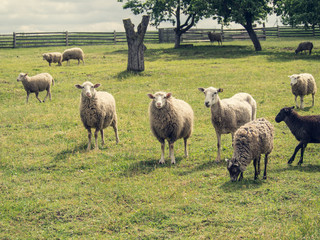 Fototapeta premium Group Of Sheep Pasturing In The Yard