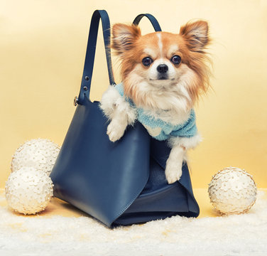 Small Dog In The Bag On Yellow Christmas Background