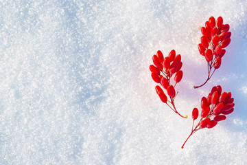 The red berries of the barberry on the twig lying on the background of the snow, winter landscape