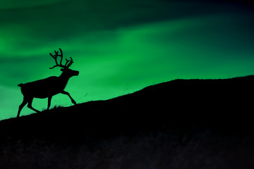 Silhouette of a deer against a background of Borealis shining at night