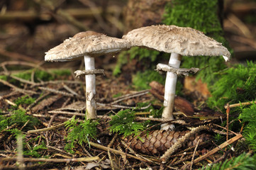 Ein Schirmpilzpärchen (Parasol) im Mischwald
