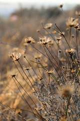 Dried flowers on sunset