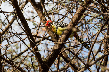Flammenkopf-Bartvogel (Trachyphonus erythrocephalus)