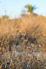 Dried flowers on sunset