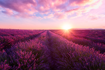 Lavender field at sunset light in Provence, amazing sunny landscape with fiery sky and sun, France
