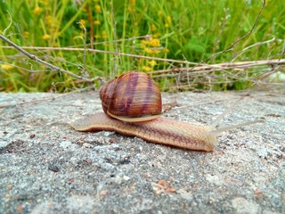 Snail walking on the cement