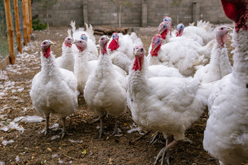 Breeding turkeys on a farm.