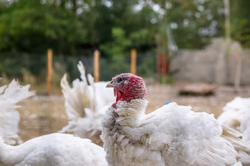 Breeding turkeys on a farm.