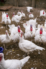 Breeding turkeys on a farm.