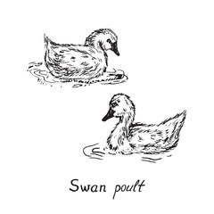 Swan poults, hand drawn doodle sketch with inscription, vector illustration