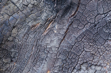 Background of burnt wood texture