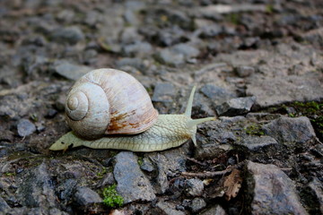 Kriechende Weinbergschnecke - Helix pomatia