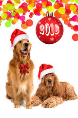 furry dog gold retriever spaniel cap santa claus red new year looking up white background isolate