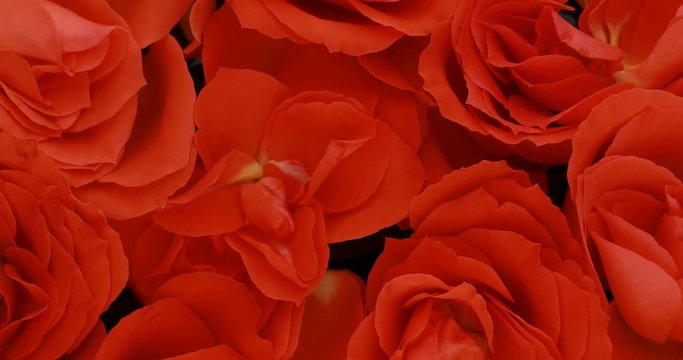 Valentine's day roses close up