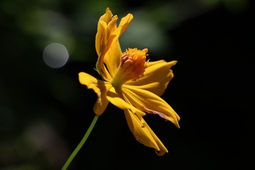 Orange cosmos with daylight on black background in nature 