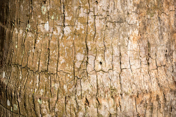 Tree trunk wood texture for design, background pattern, texture use